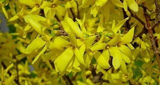 forsythia