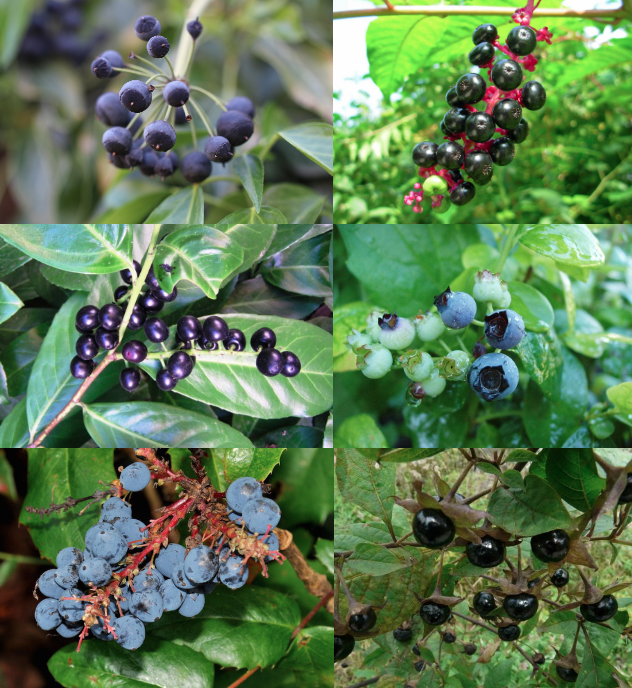 6 pictures of different wild berries
