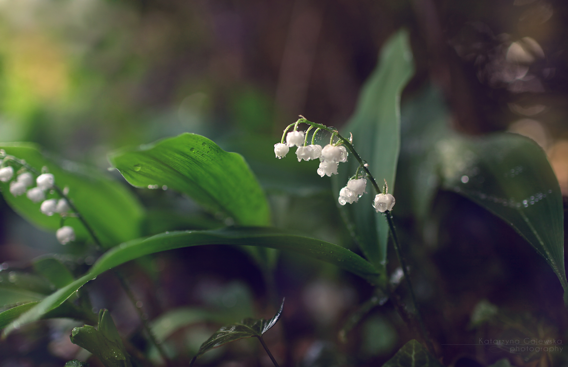 General 1920x1240 nature flowers green plants leaves