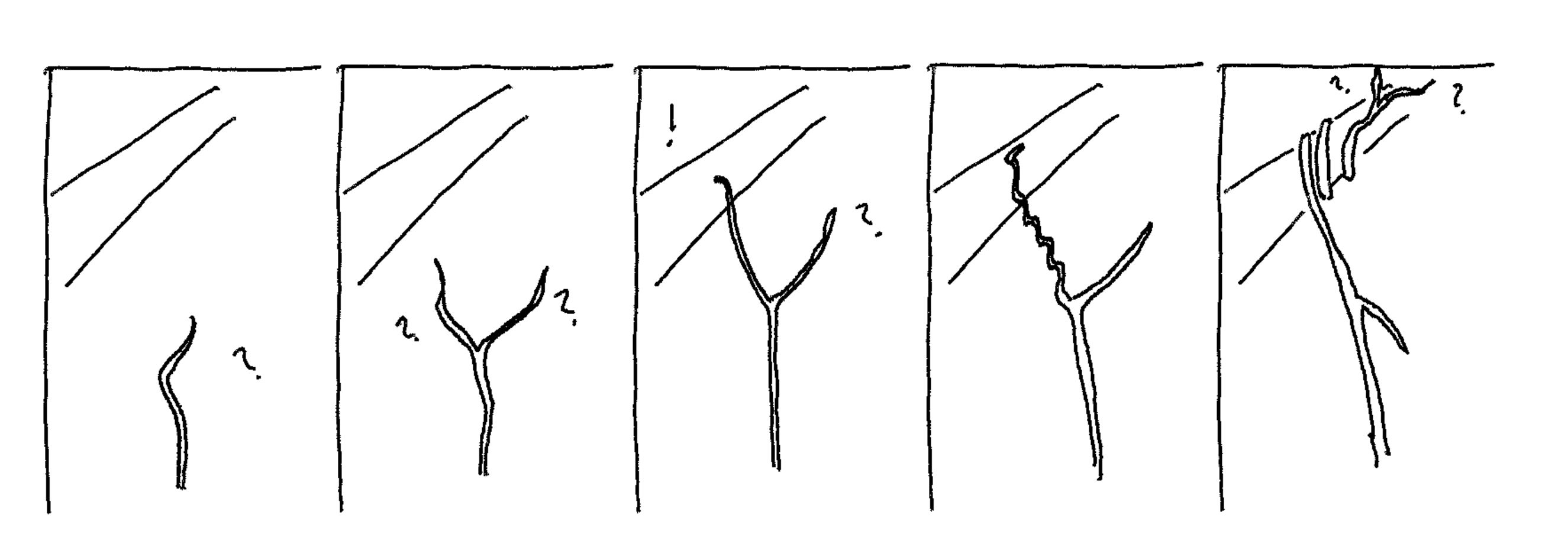 A climbing plant sends out questing flailing tendrils, then finds a branch, executes coiling and growth, and sends out new tendrils
