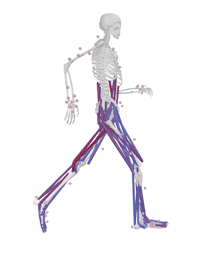Simulation of human running by Sam Hamner (doi: 10.1016/j.jbiomech.2010.06.025)