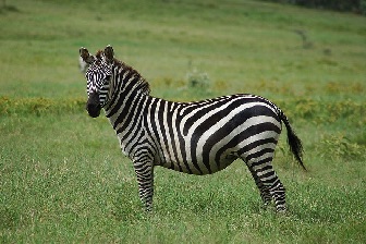 zebra