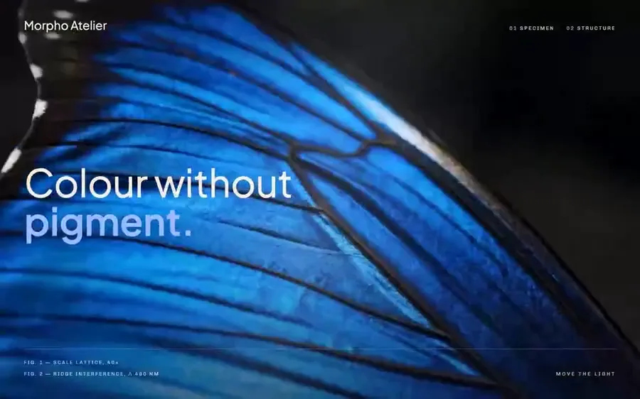Morpho — field journal hero