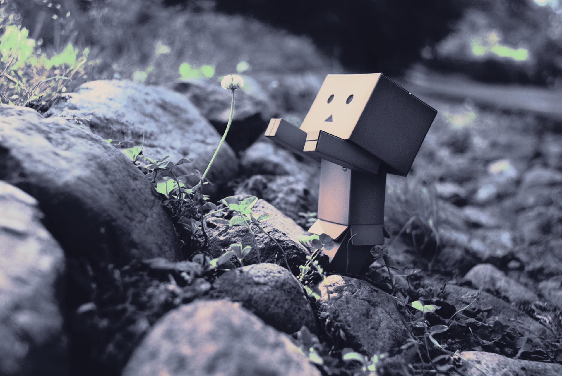 danbo.jpg