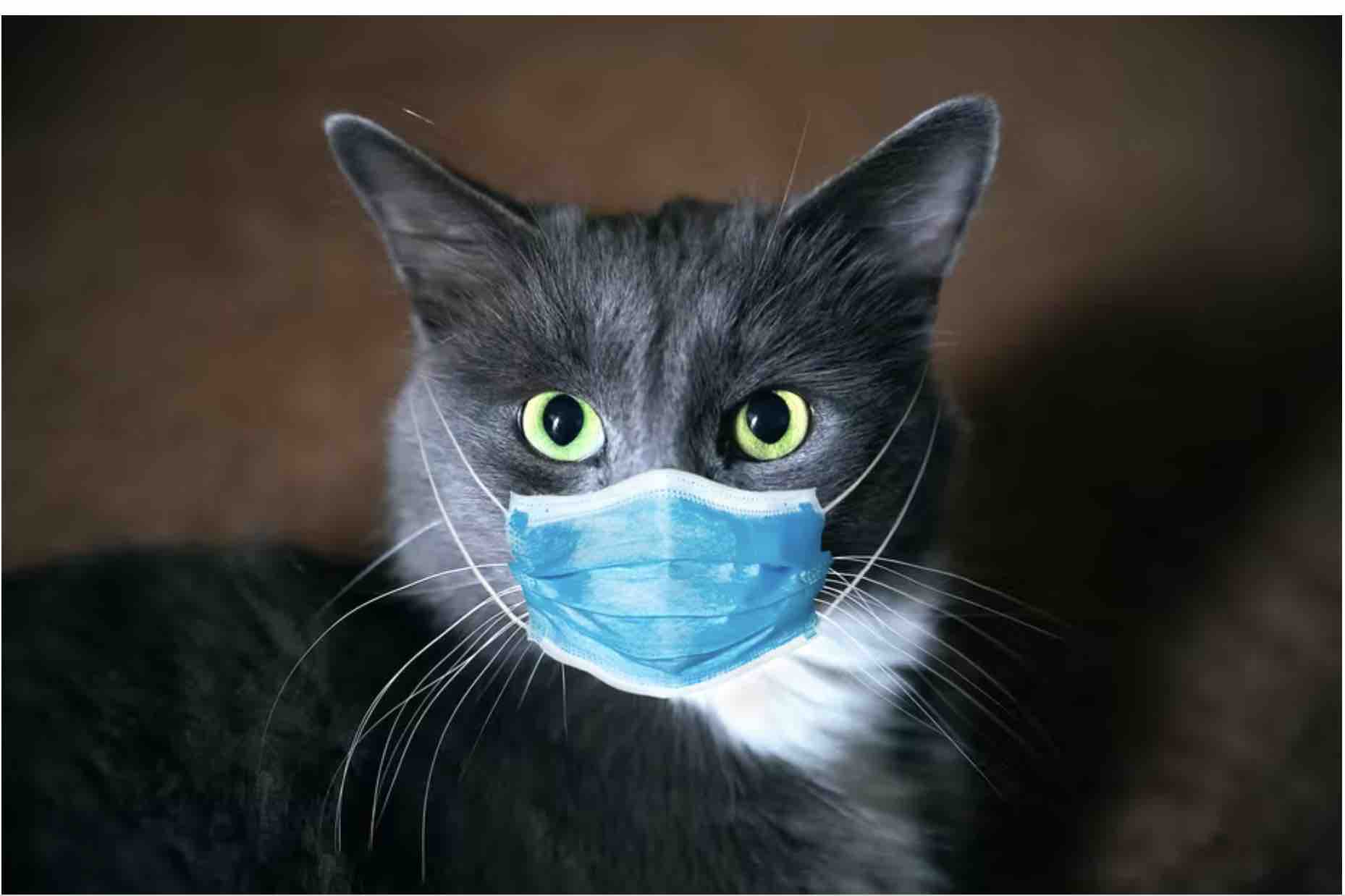 A cat with a mask