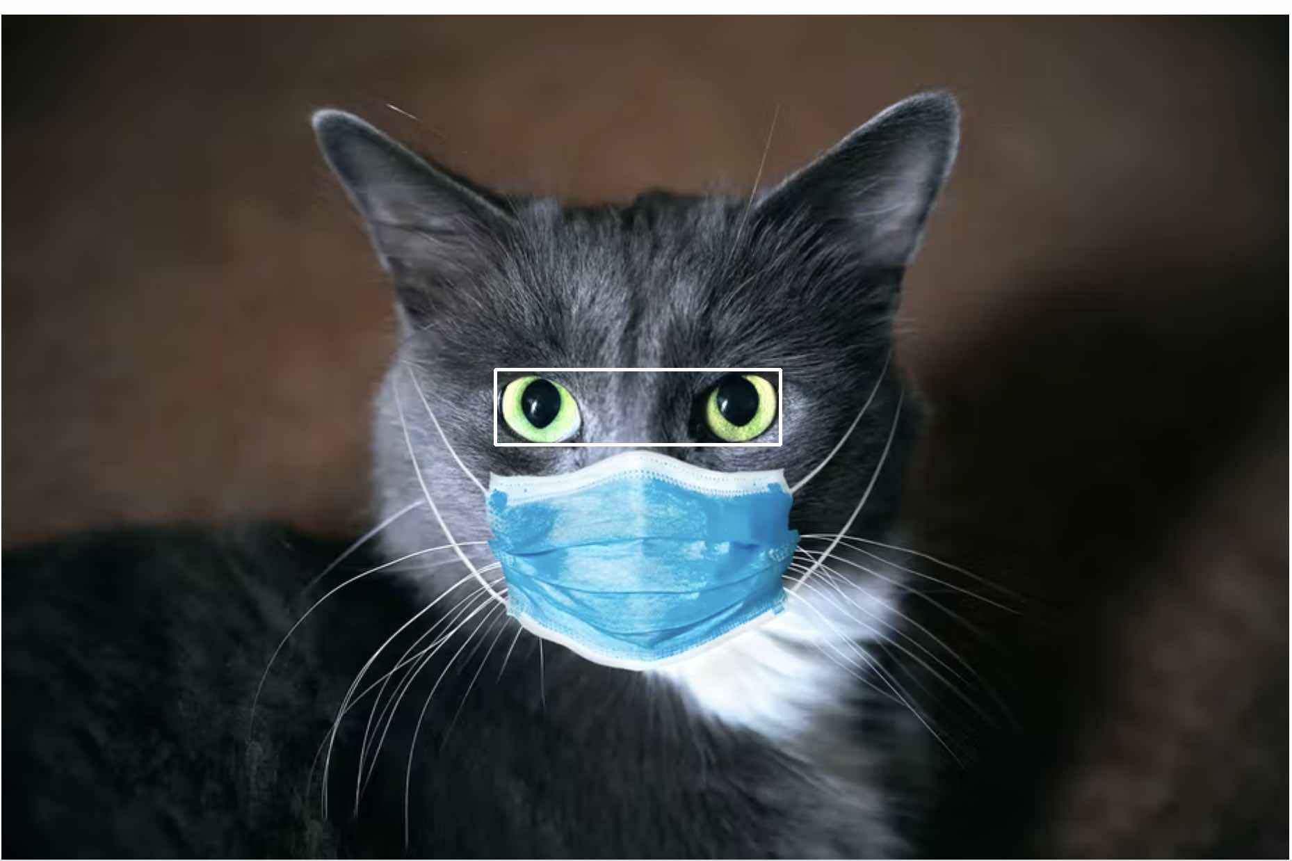 A cat with eyes highlighted