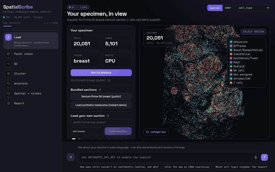 SpatialScribe: load a section, cluster, annotate, and hover a cell type to light it up across the tissue