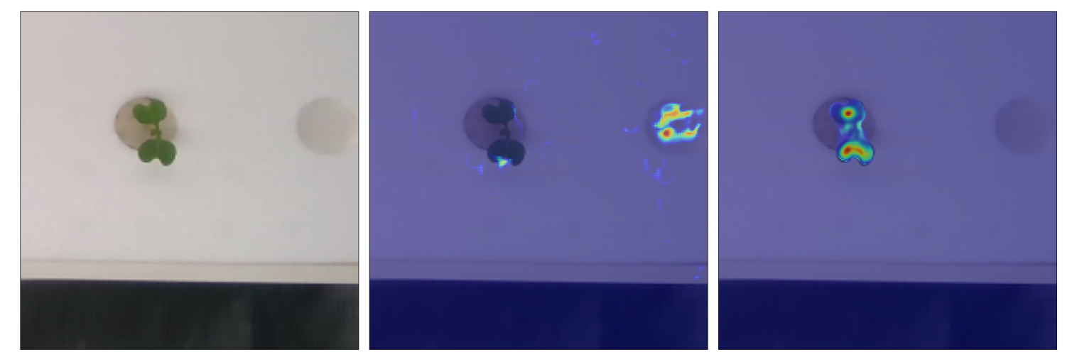 DA leaf counting sample output