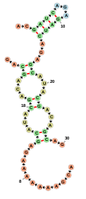 An example of cofolded sequences displayed using FornaContainer Cofolded sequences