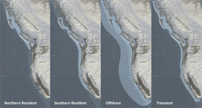 Toothed Whale Sound Production