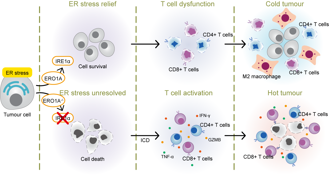 Graphical abstract