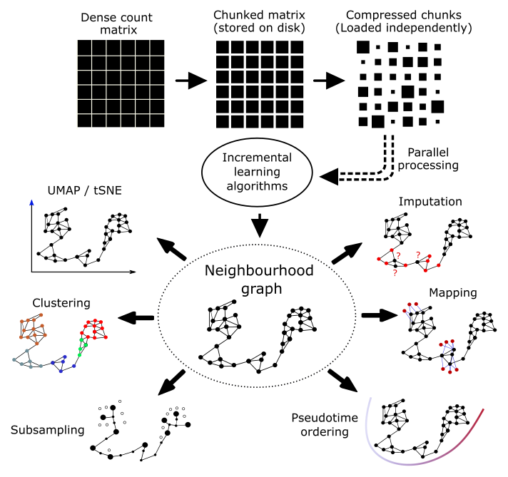 Compressed count chunks feed incremental algorithms and a neighbourhood graph that serves embedding, clustering, mapping, imputation, downsampling, and pseudotime