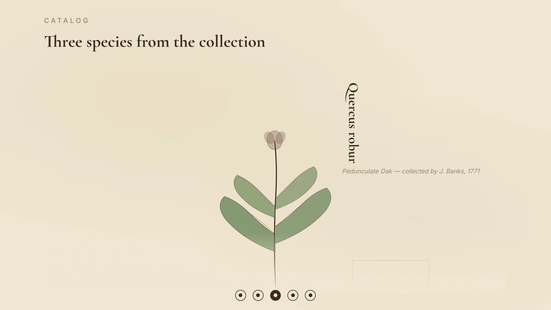 Botanical Specimen Plate — Doubao-Seed-Evolving — Specimen Plate — Hero Final Frame