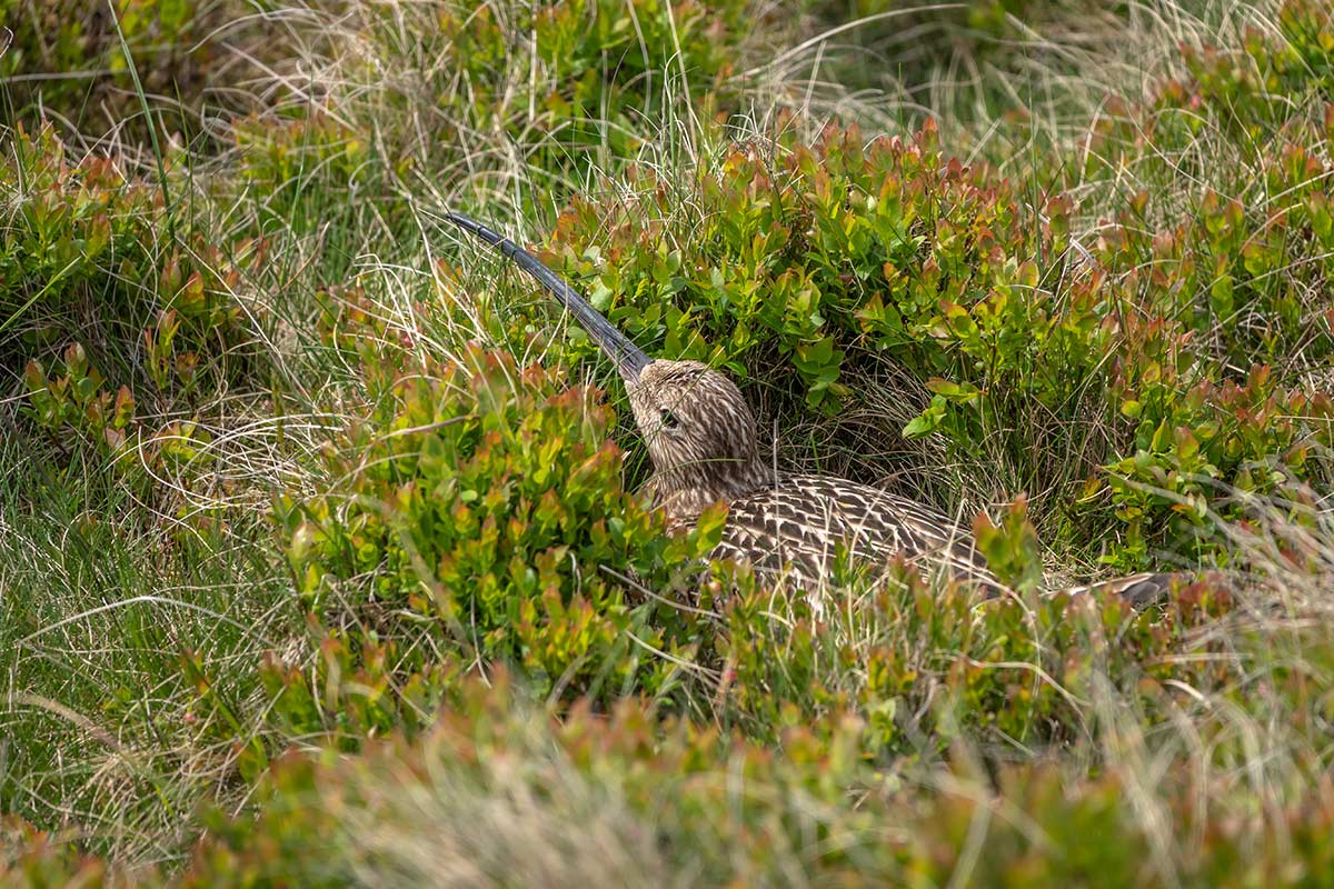 A curlews nest