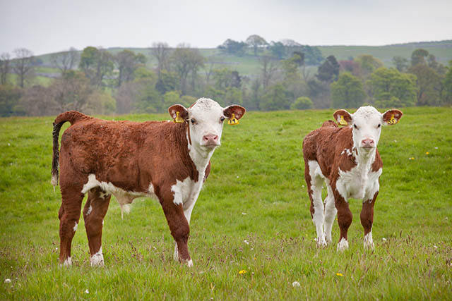 Two calves in a field