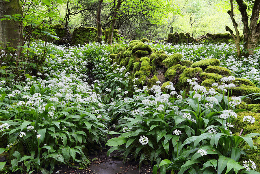 Cressbrook Dale