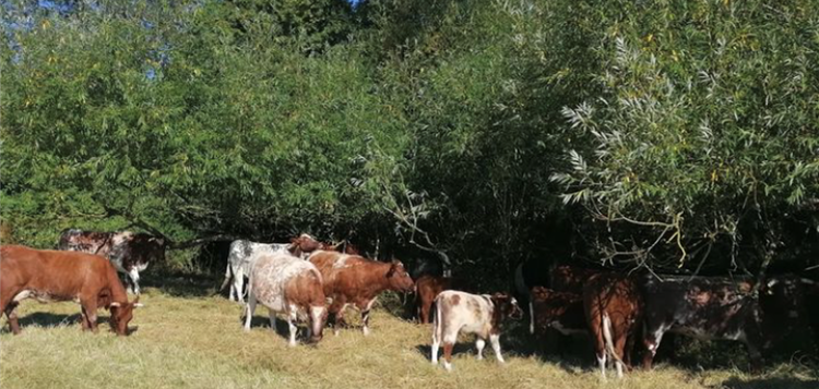 Cattle using shade and browsing willow