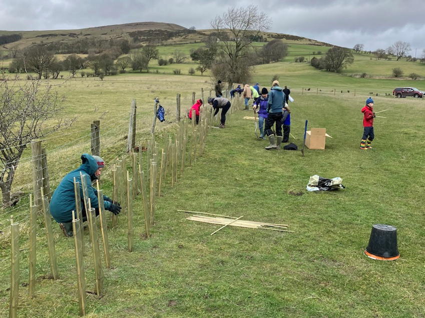 The Hope Valley Climate Action group planting hedges to replace a fenceline