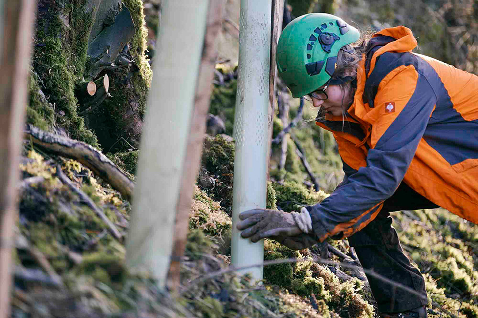 Working on the side of a ravine to restore tree species diversity