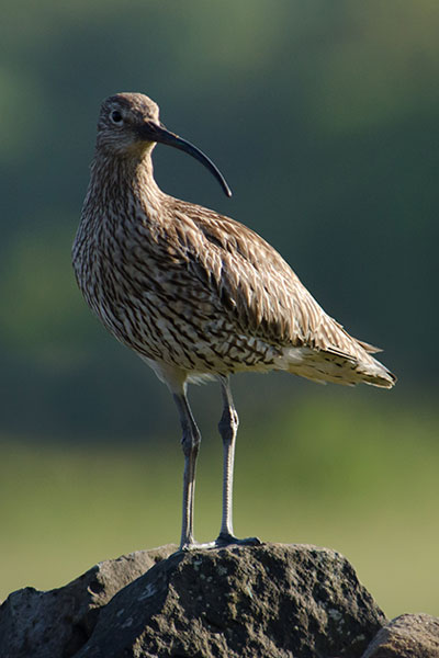 Photograph of a curlew