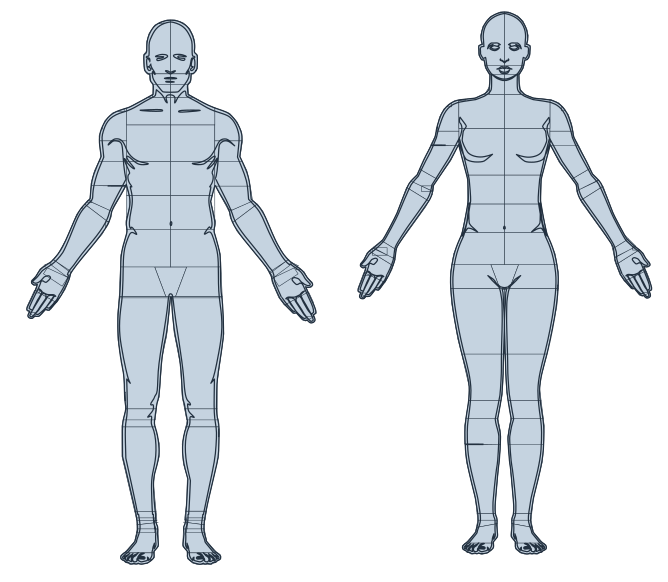 Modelo anatômico masculino e feminino