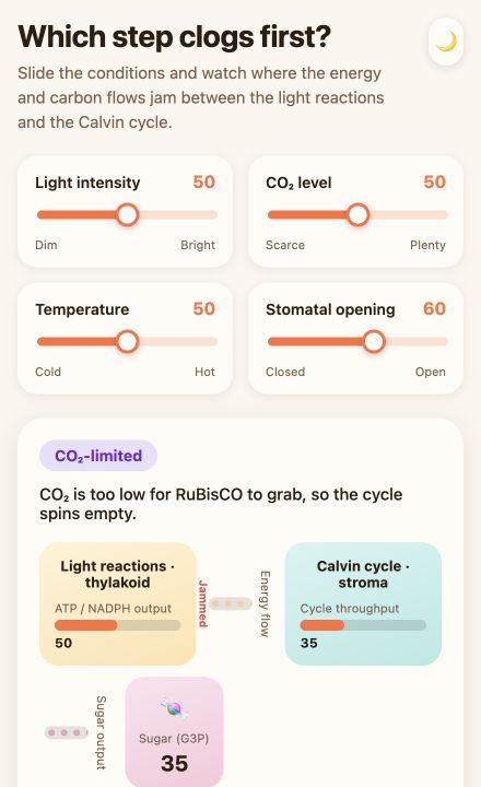 English interactive photosynthesis model with four causal controls