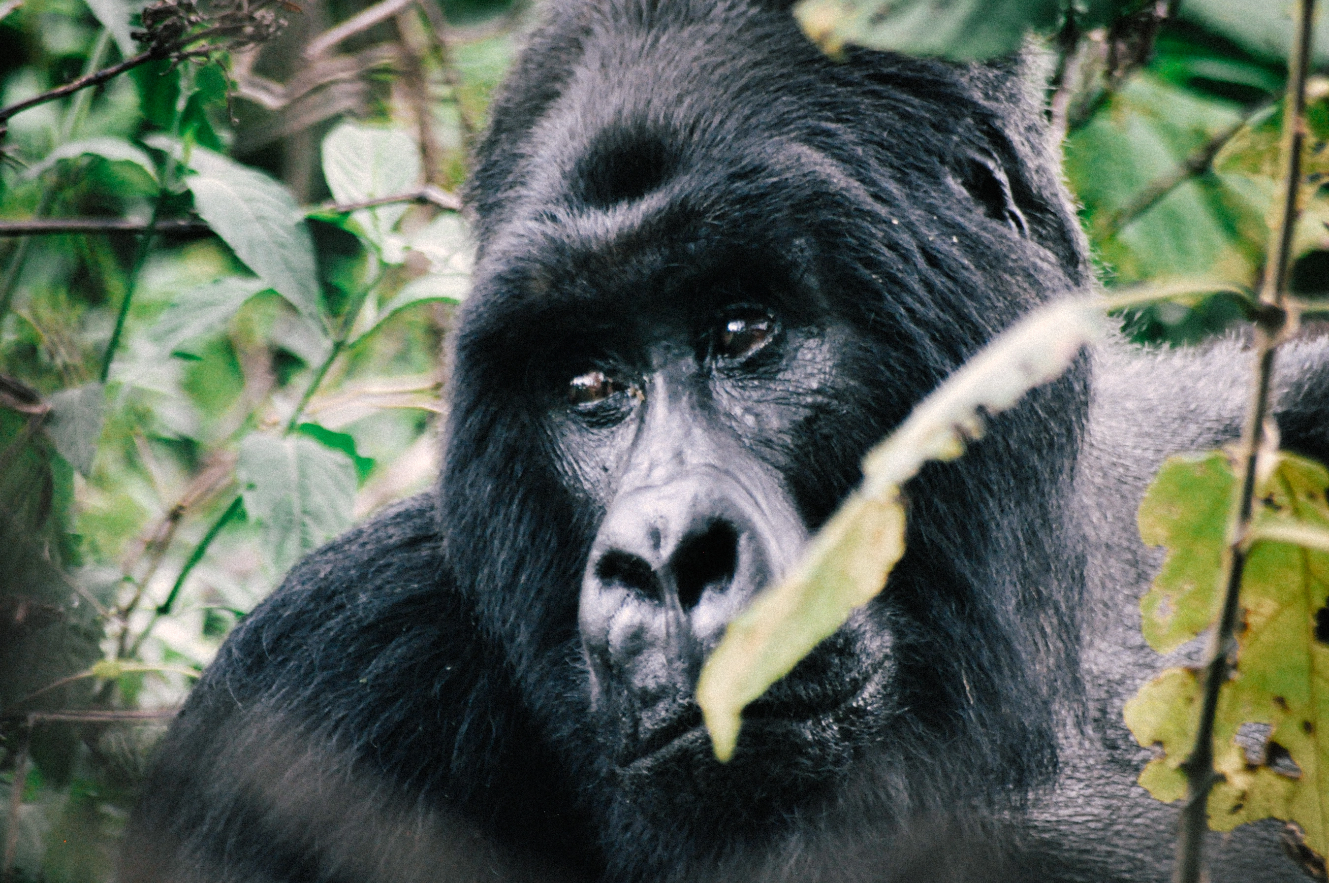 Gallery still 9 from NEW AFRICA, cinematography by Padu Palmerio.