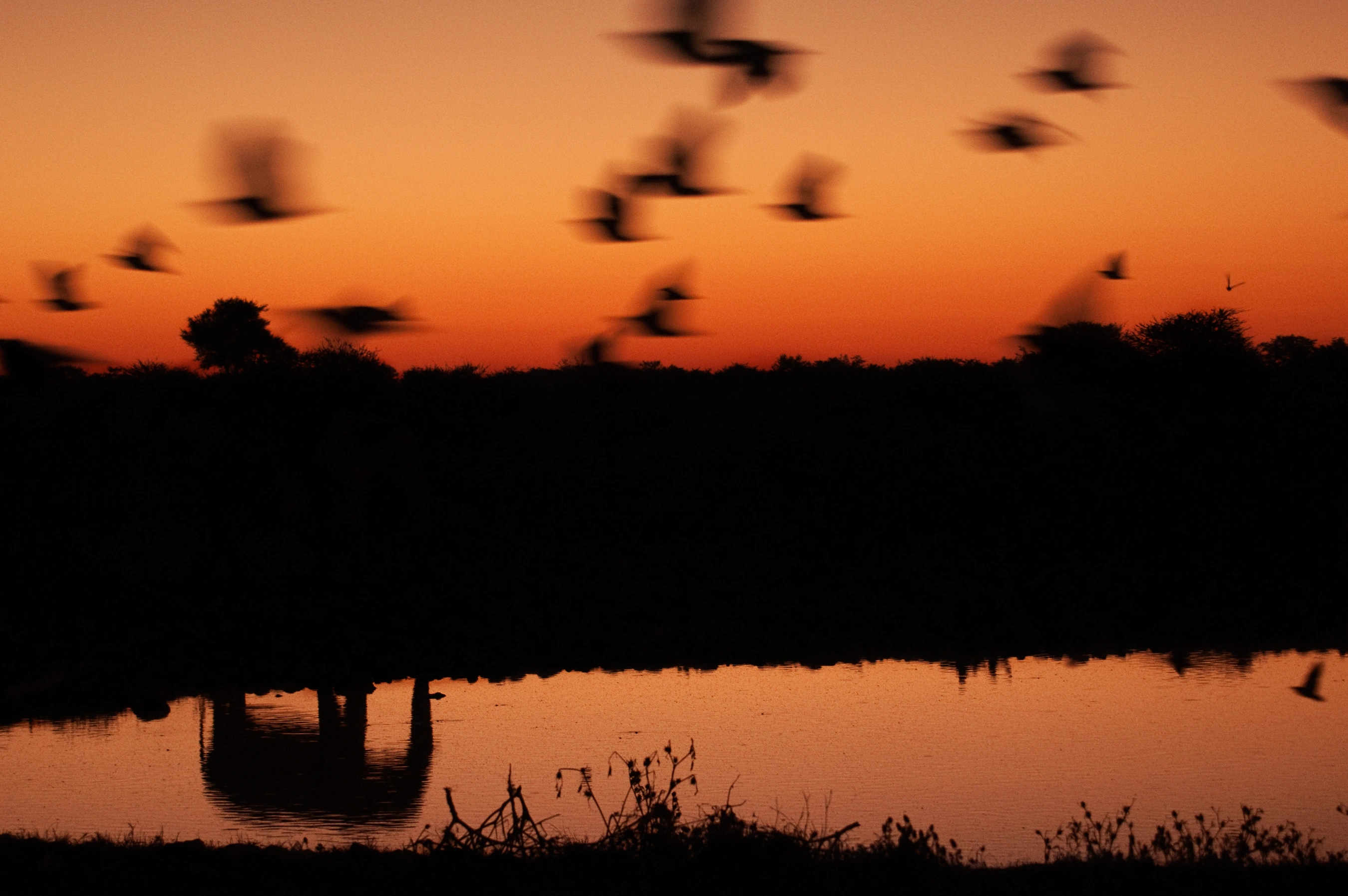 Gallery still 6 from NEW AFRICA, cinematography by Padu Palmerio.