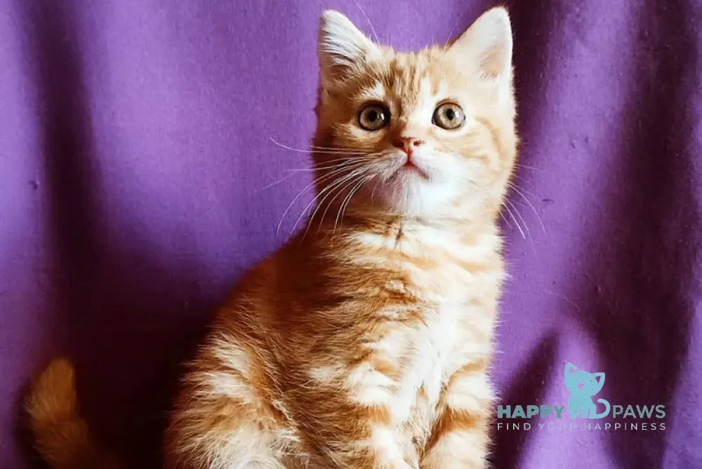 Astrid Scottish Straight female, red tabby - kitties for sale