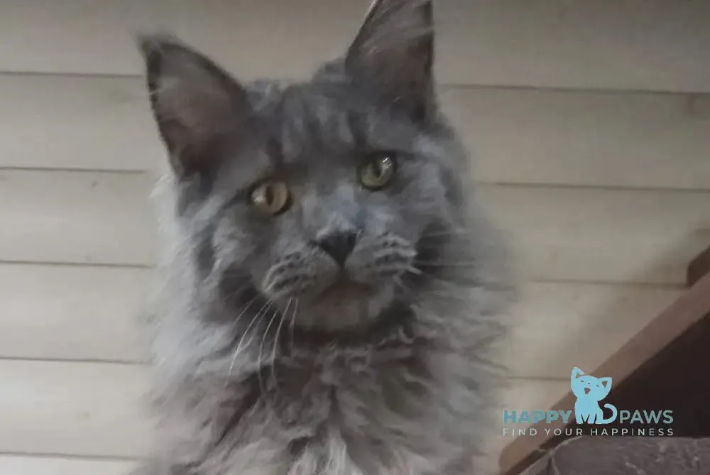Moses Maine Coon male, blue smoke