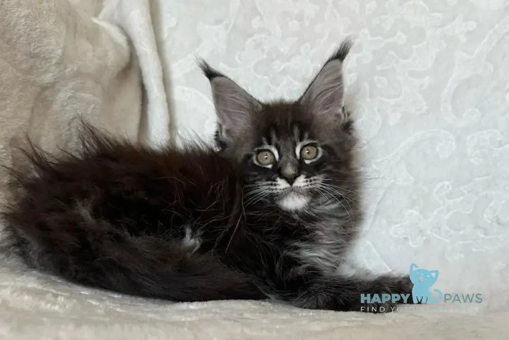 Cheaster Maine Coon male, black tabby