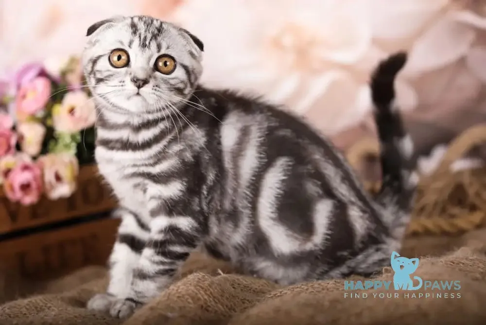 Daenerys Scottish Fold female, black silver tabby