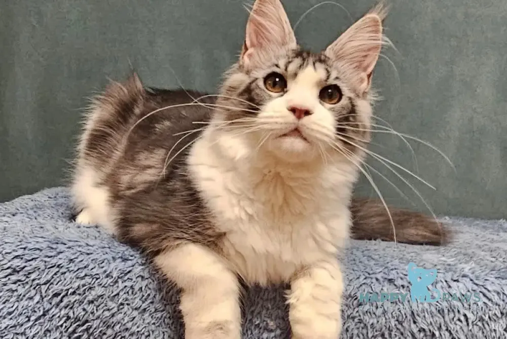 Detroit Maine Coon male, black silver tabby bicolour