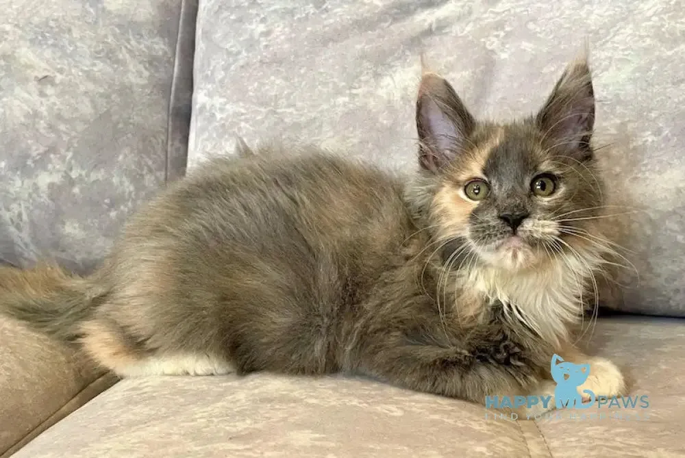 Felisa Maine Coon female, blue tortie silver with white