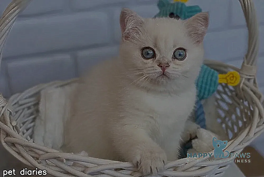 Hanter British Shorthair male, black silver shaded pointed