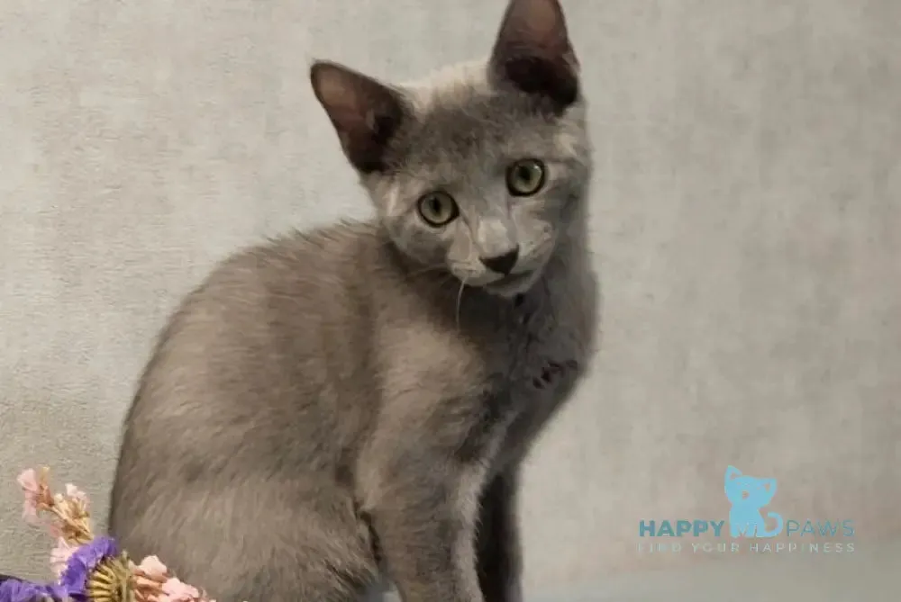 Kacper Russian Blue male, blue