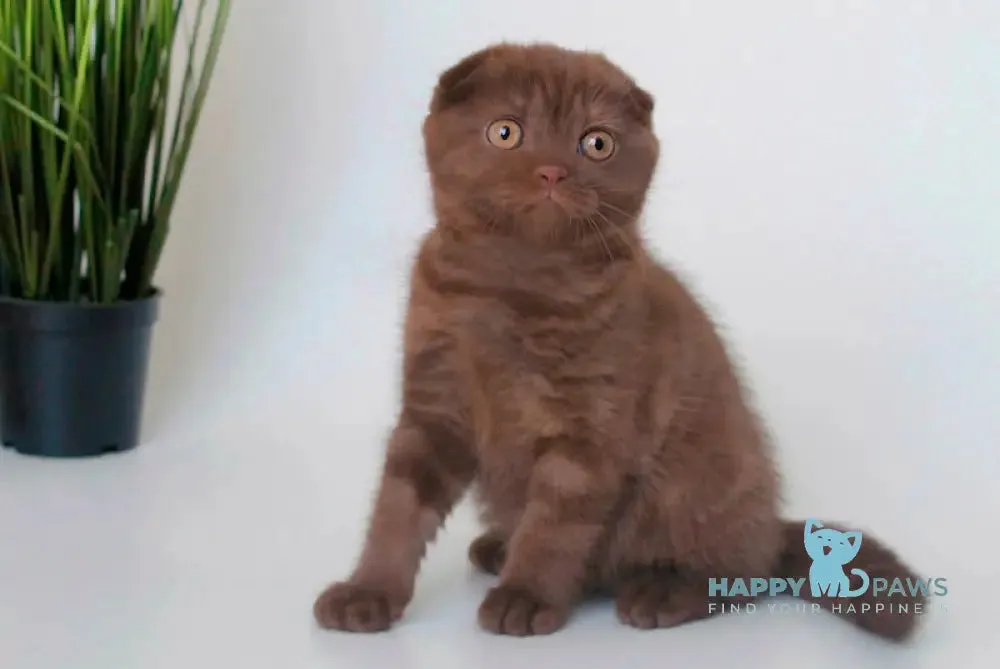 Korall Scottish Fold female, chocolate silver