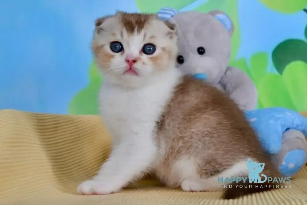 Marzipan Scottish Fold male, chocolate ticked tabby bicolour