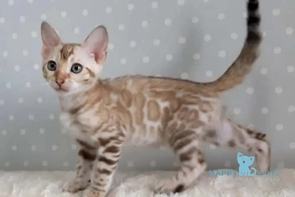 Noly Bengal female, black spotted tabby mink