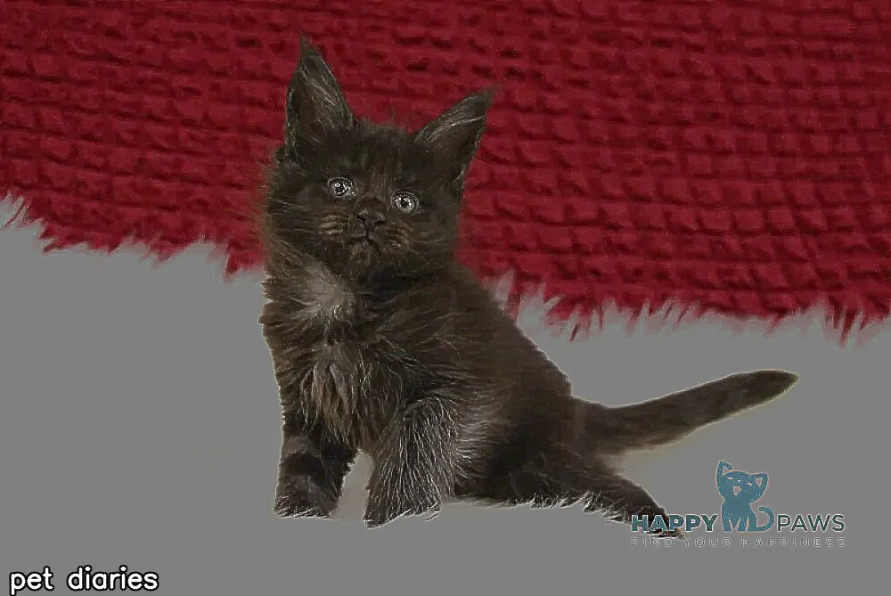 Oliviya Maine Coon female, black smoke