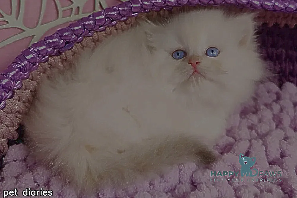 Panda British Longhair female, blue golden chinchilla pointed