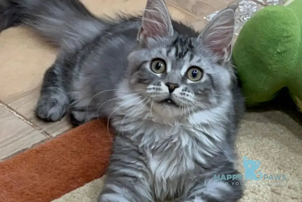 Simona Maine Coon female, black silver tabby