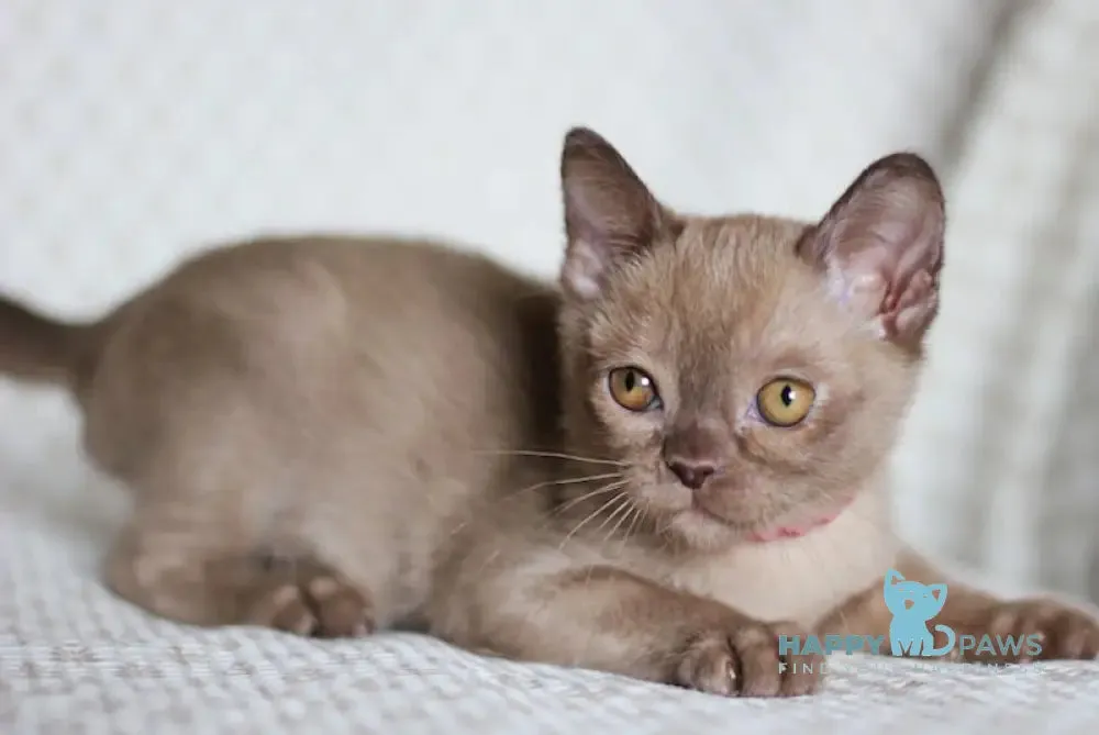 Vaiana Burmese female, champagne