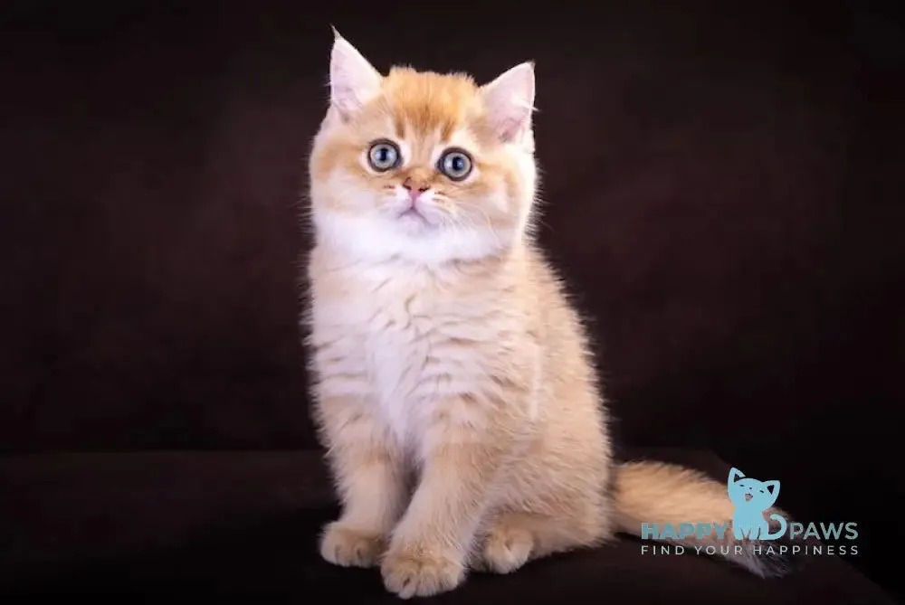 Windows British Shorthair male, black golden chinchilla