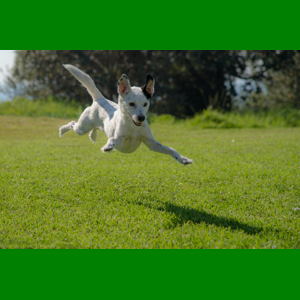 A happy dog, jumping in a grassy field, with a solid green border above and below the image.