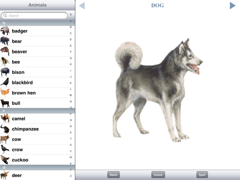 Dog, landscape