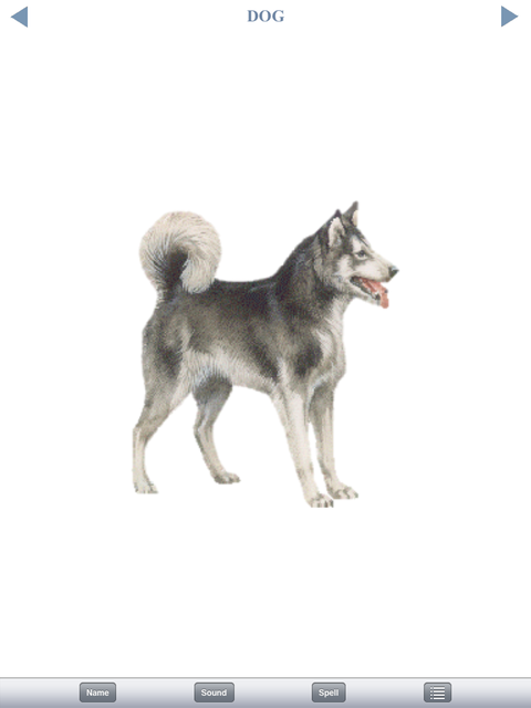 Dog, portrait
