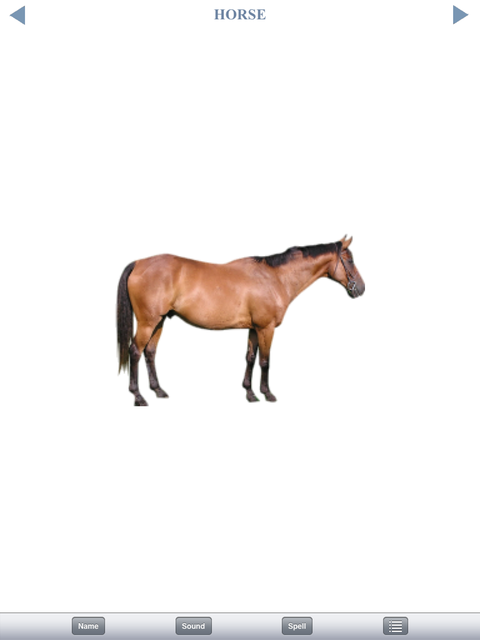 Horse, portrait