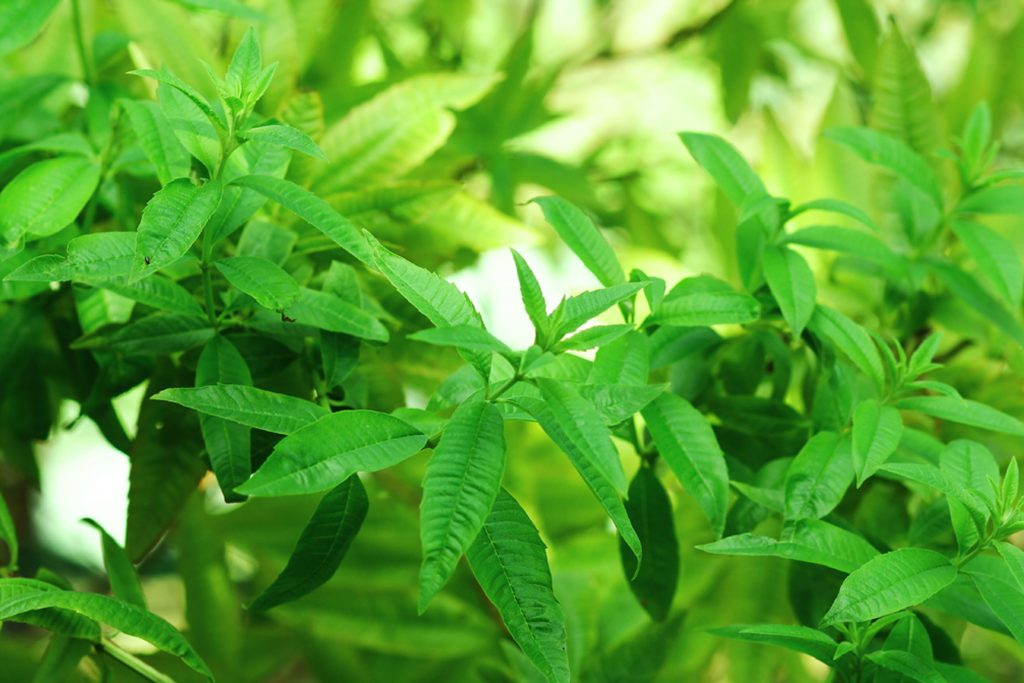 柠檬马鞭草