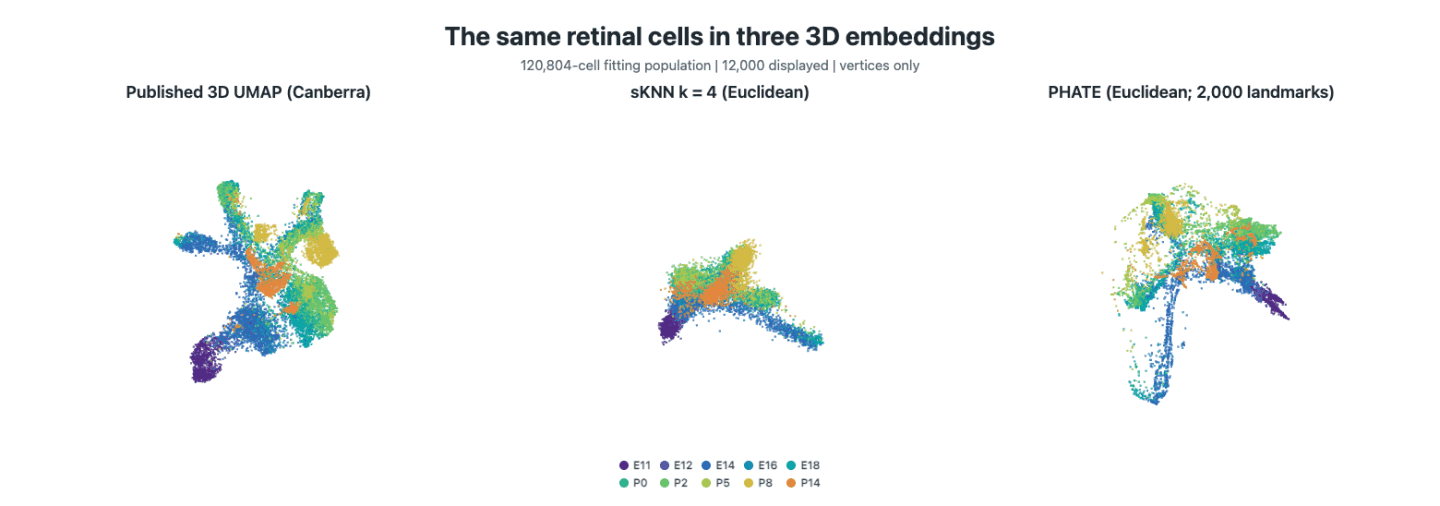 Three synchronized point-only views of the same 12,000 retinal cells in published UMAP, symmetric-kNN weighted-GRIP plus edge-KK, and PHATE coordinates, colored by developmental stage and initially oriented with their P14 centroids toward the viewer.